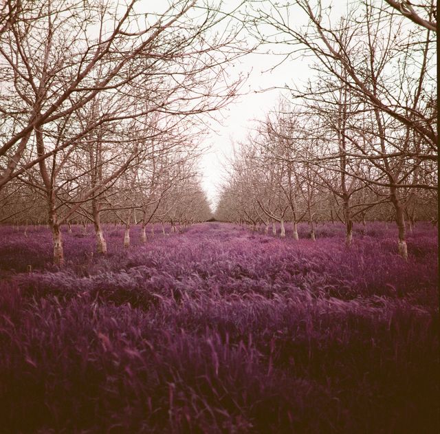 Hasselblad 500c | Lomochrome Purple